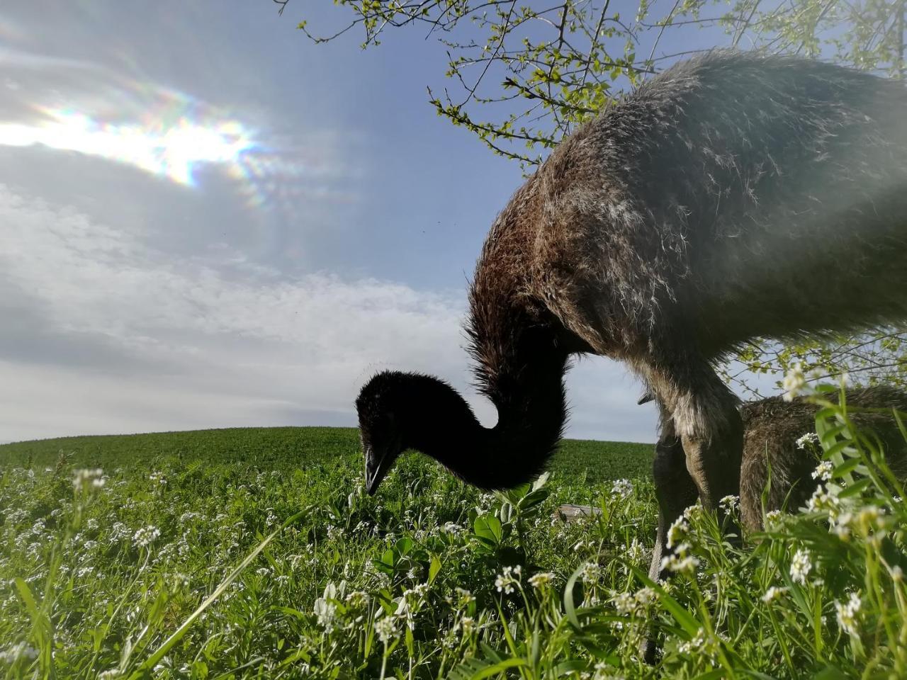 Agriturismo Il Riccio Monticchio  Eksteriør bilde
